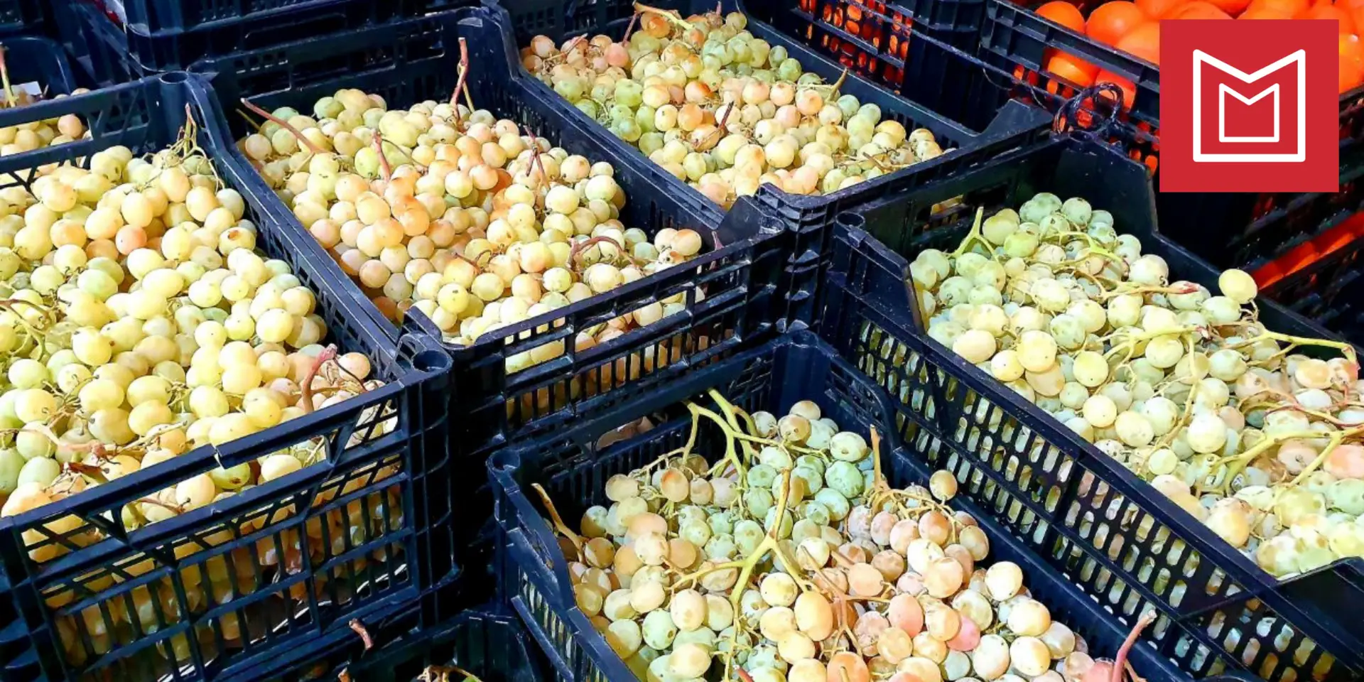 uvas-nochevieja