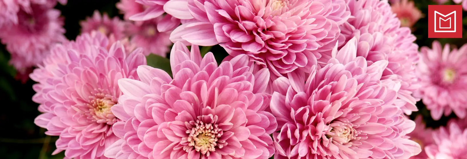 Flores-de-octubre-para-el-dia-de-Todos-los-Santos