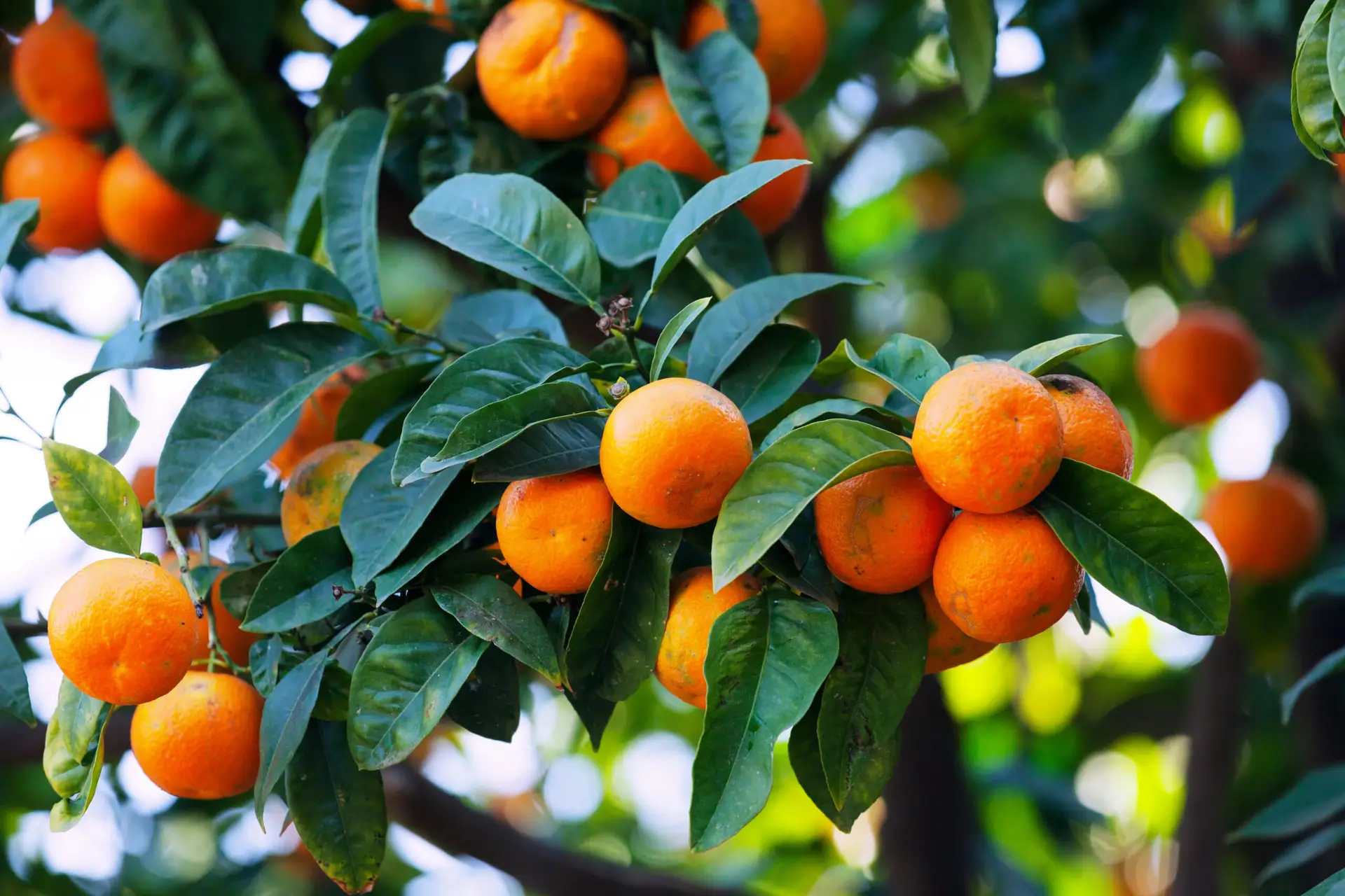 mandarina